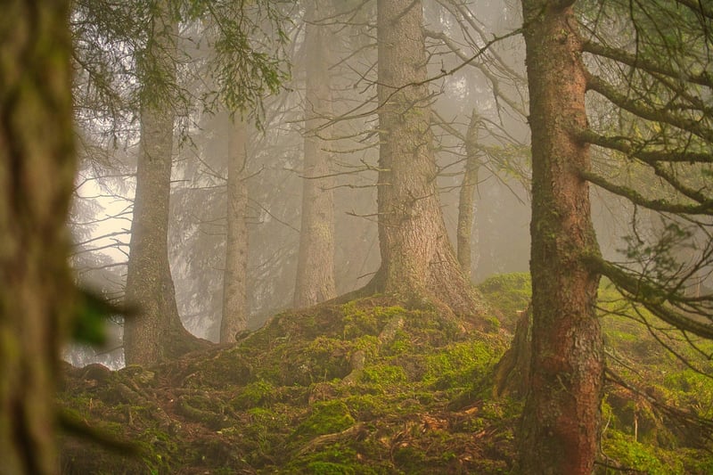 Enchanted Forest Tablescape
